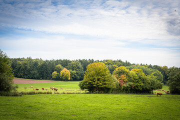 K&uuml;he auf der Weide