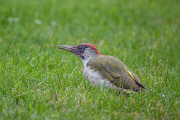 Grünspecht auf Wiese