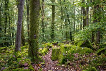 Felsenpfad im Odenwald