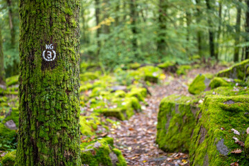 Felsenpfad im Odenwald