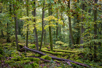 Felsenpfad im Odenwald