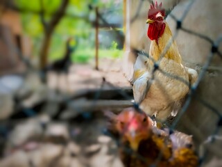 white rooster in the backyard coop © Riza faryunanda