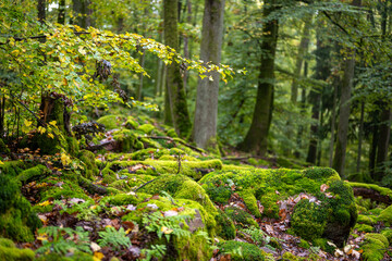 Felsenpfad im Odenwald