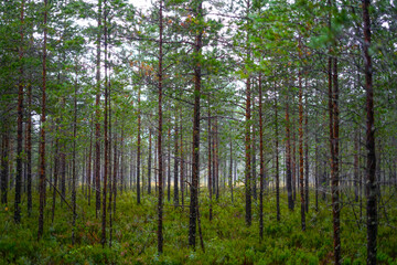 Obraz premium trees in the forest