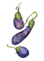A composition of hand-painted watercolor eggplants