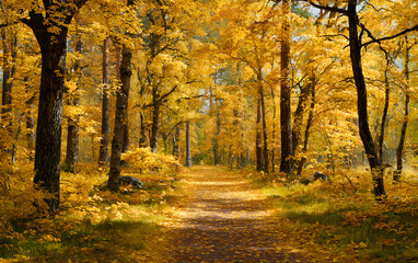 Fototapeta premium Autumn forest trail