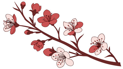 Cherry Blossom Branch Illustration on White Background.