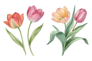 Fototapeta premium Hand-Painted Tulip Flowers Watercolor Design Isolated on White background