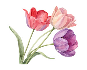 Hand-Painted Tulip Flowers Watercolor Design Isolated on White background