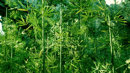 Bright green bamboo stands tall in a dense forest, with sunlight filtering through leaves. The scene captures the tranquility and richness of nature in a serene environment.