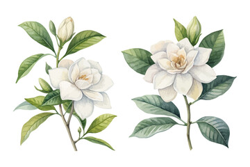 Gardenia Flower Watercolor Painting for Decor isolated on white background © Tanvir Rana