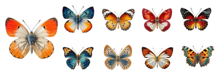 Fototapeta premium Set of Butterflies Isolated on Transparent Background. PNG.