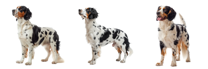 Set of English Setter Isolated on Transparent Background. PNG.