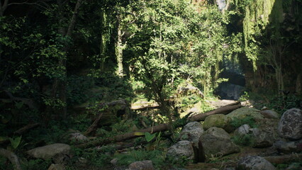 Sunlight dances among vibrant green leaves, illuminating mossy rocks and fallen logs in a tranquil forest setting filled with life. A peaceful escape into nature awaits.