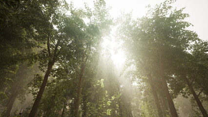 Dappled sunlight streams through the lush green leaves of towering trees, creating a serene ambiance in the forest. A tranquil nature scene invites exploration and reflection.