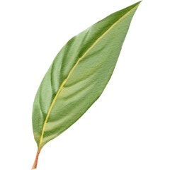 Watercolor Illustration of Green Leaf