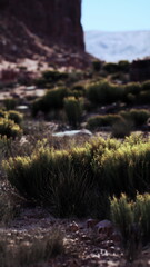 Bright green shrubs scatter across a rocky terrain, thriving in the dry land. The backdrop features towering rocks and a distant hint of mountains, showcasing natures resilience.