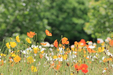 満開のポピー畑