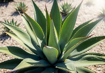 Fototapeta premium Closeup of a vibrant agave plant in xeriscape garden