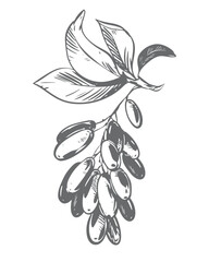 Berberis vulgaris, also known as the common barberry. Line sketch of the sour berry. Vector illustration. Imitation of an old engraving.