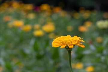 yellow flowers in the field