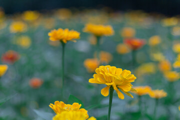 yellow flowers in the garden