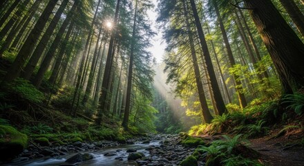Obraz premium A serene forest scene with a stream flowing through a lush green forest, with sunlight filtering through the trees and creating a peaceful atmosphere.
