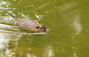 Muskrat swimming in the river. Portrait of a muskrat in the river. Shot of the back and top of the head of a swimming muskrat. Wild muskrat in the river.