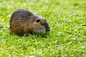 Portrait of a wild adult muskrat in the grass. A wet muskrat that has climbed out of the river and is grazing on fresh green grass. An aquatic mammal grazing on fresh grass.