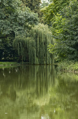 Still life in a park with a large willow tree with branches reaching down to the river. Park with a flowing river, trees and grass. © Janiel Kaffe