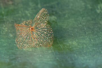 The skeleton of a flower with dew drops isolated