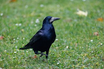 crow on the grass