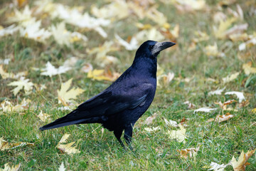 crow on the grass