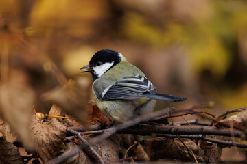 Fototapeta premium great tit parus major