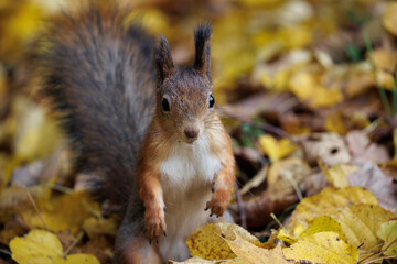 squirrel eating nut