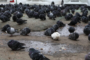 Pigeons in the city on a cold autumn day
