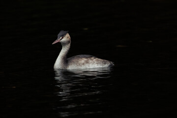 mute swan cygnus olor