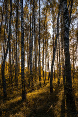 Sun setting through birch tree forest. Golden light illuminating autumn landscape in grove. Natural scenic view for wallpaper design.