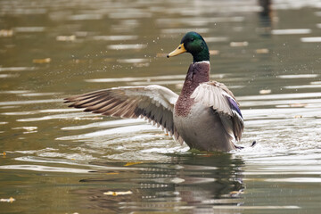 duck on the water