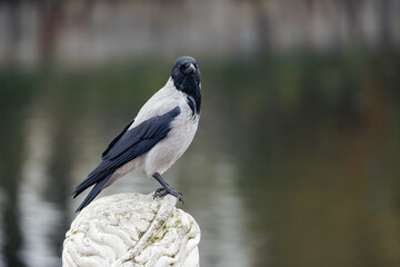 blue tit parus major