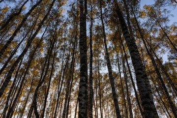 Fototapeta premium Tall birch tree trunks with yellow autumn foliage against a blue sky. Nature background for seasonal designs and posters.