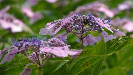 美しいアジサイの花