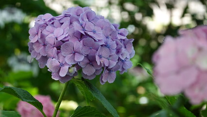 美しいアジサイの花