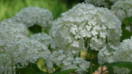 美しいアジサイの花