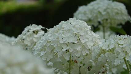 美しいアジサイの花