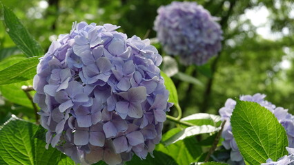 美しいアジサイの花