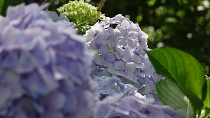美しいアジサイの花