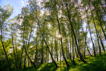Fototapeta premium Sunlight filtering through the tall birch trees in a lush green forest, creating a serene and captivating natural landscape for nature enthusiasts.