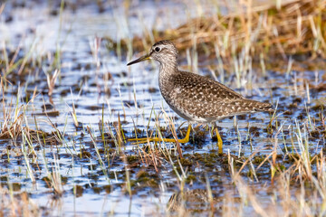 Wood sandpiper