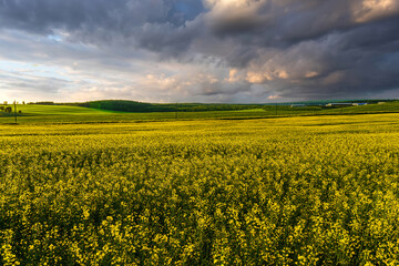 Obraz premium A vibrant yellow rapeseed field under a dramatic cloudy sky. Growing mustard plants for agriculture or biofuel production. Springtime harvest landscape.